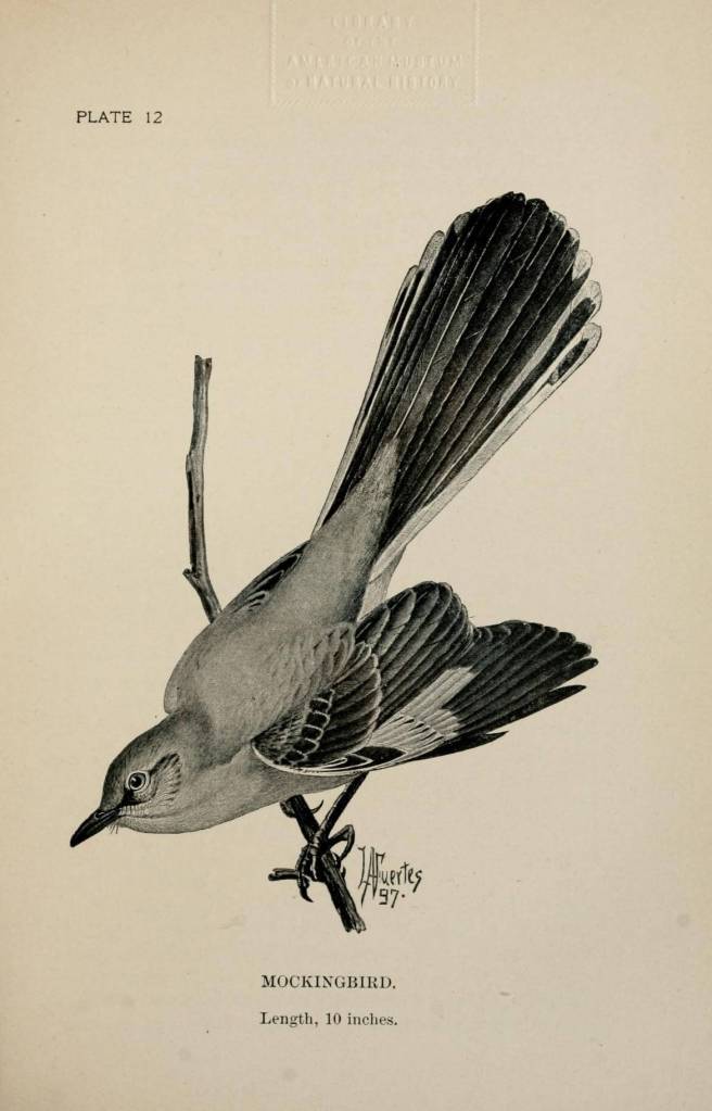 A scientific illustration of the Northern Mockingbird.